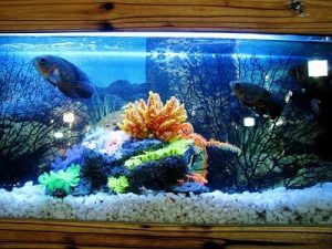 Uses for distilled water for aquarium
