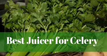 Best juicer for celery